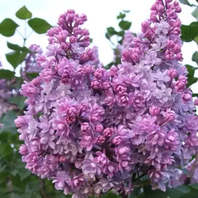 Сирень КОЛХОЗНИЦА в Дзержинске