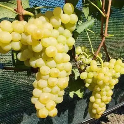Виноград КИШМИШ ЗОЛОТЦЕ в Дзержинске
