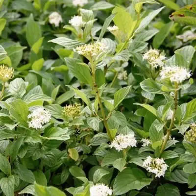 Дерен ФЛАВИРАМЕА отпрысковый в Дзержинске