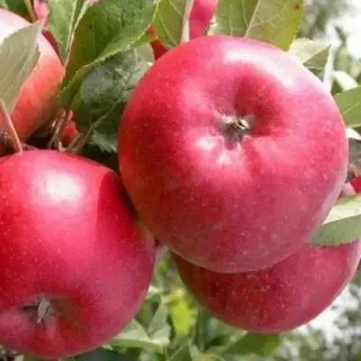 Яблоня ПОСПЕХ в Дзержинске