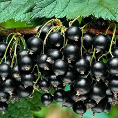 Смородина черная БЕН КОНАН в Дзержинске