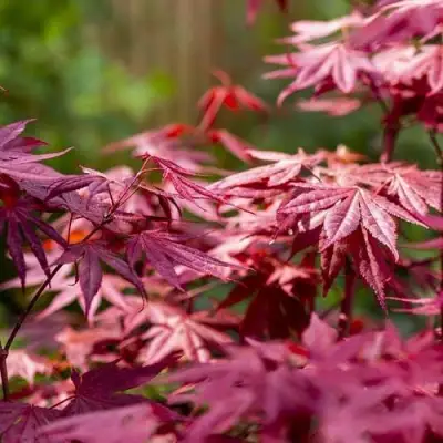 Клен дланевидный АТРОПУРПУРЕУМ в Дзержинске