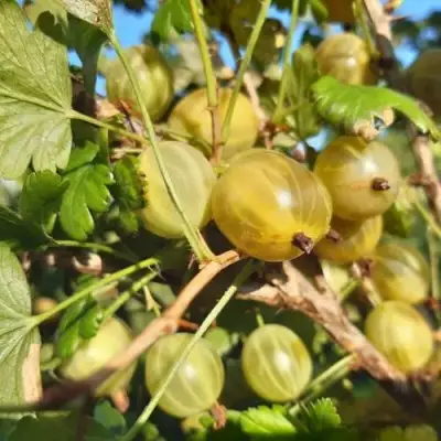 Крыжовник БЕЛОРУCСКИЙ САХАРНЫЙ 2 в Дзержинске