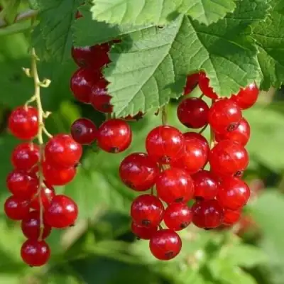 Смородина красная РОНДОМ в Дзержинске