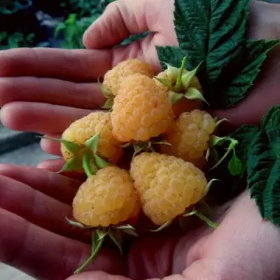 Малина ЗЮГАНА ЗОЛОТАЯ в Дзержинске