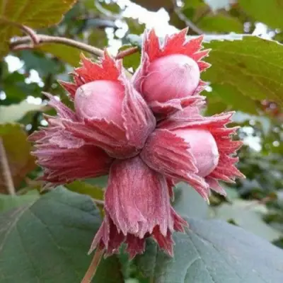 Фундук СКАРЛЕТТ в Дзержинске