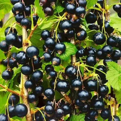 Смородина чёрная ИЗЮМНАЯ в Дзержинске