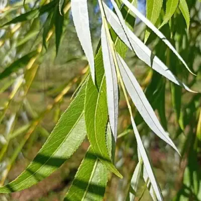 Ива ВИТЕЛЛИНА белая  в Дзержинске