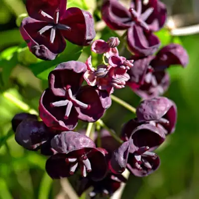 Акебия ПЯТЁРНАЯ  в Дзержинске