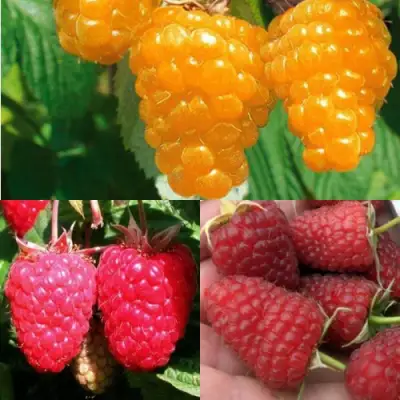 Комплект ЗОЛОТАЯ МАЛИНА в Дзержинске