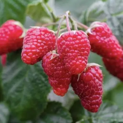 Малина МАРОСЕЙКА в Дзержинске