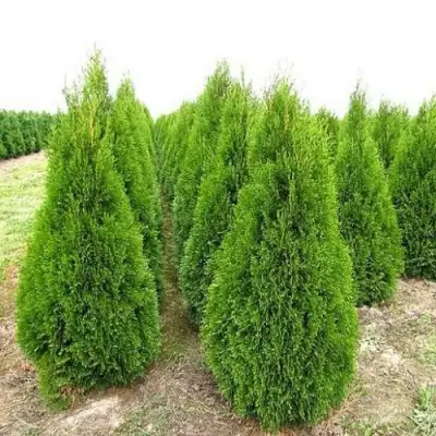 Туя СМАРАГД западная в Дзержинске
