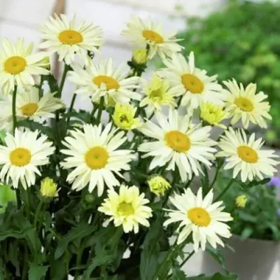 Нивяник БРОДВЕЙ ЛАЙТС великолепный в Дзержинске