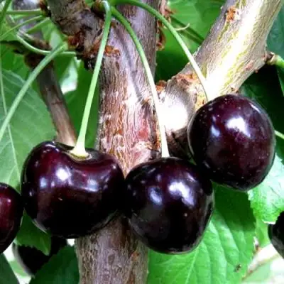 Вишня ШОКОЛАДНИЦА в Дзержинске