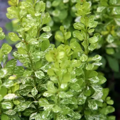 Барбарис ПАУ ВАУ тунберга в Дзержинске