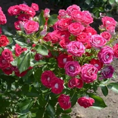 Роза ШОНЕ КОБЛЕНЦЕРИН флорибунда в Дзержинске