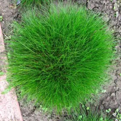 Овсяница ГОТЬЕ в Дзержинске