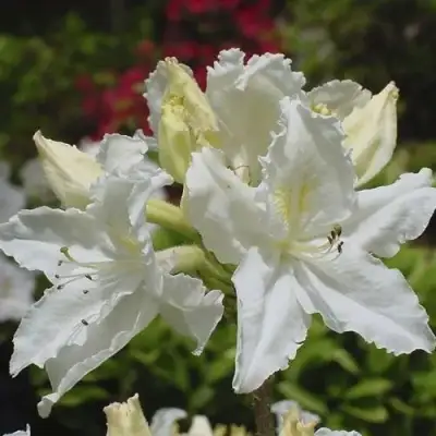 Азалия ОКСИДОЛ листопадная в Дзержинске