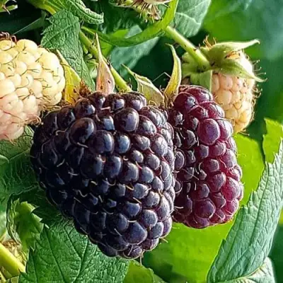 Малина БЛЭК ПОЛЬКА (ХЕБАН) в Дзержинске