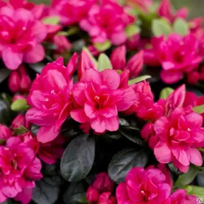 Азалия КАНЗОНЕТТА японская в Дзержинске