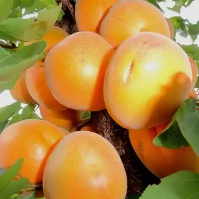 Абрикос ДЕСЕРТНЫЙ в Дзержинске