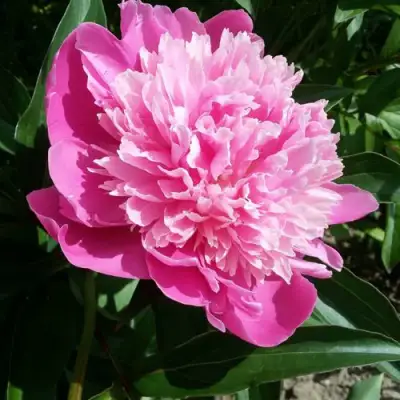 Пион ГОЛУБАЯ ХРИЗАНТЕМА травянистый в Дзержинске