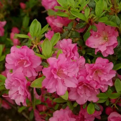 Азалия РОЗИНЕТТА японская в Дзержинске