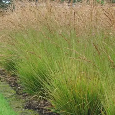 Молиния ПОЛ ПЕТЕРСОН голубая в Дзержинске