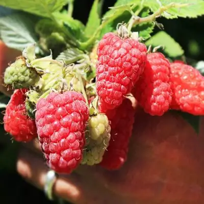 Малина ПАТРИЦИЯ в Дзержинске