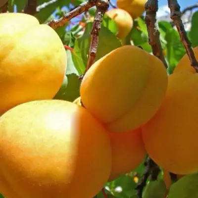 Абрикос ПАМЯТЬ ЛОЙКО в Дзержинске