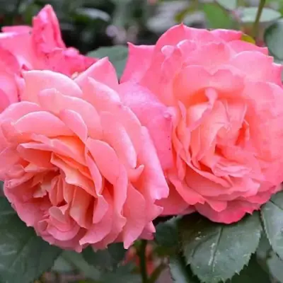 Роза ИНСТИТУТ ЛЮМЬЕР шраб в Дзержинске