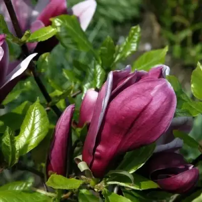 Магнолия НИГРА в Дзержинске