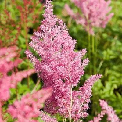 Астильба РЕЙНЛЕНД японская в Дзержинске