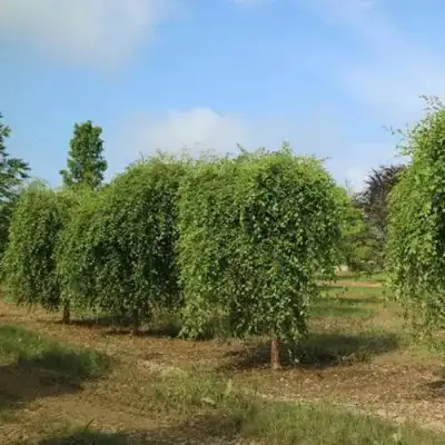 Береза САММЕР КАСКАД черная в Дзержинске