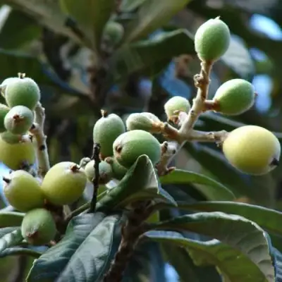 МУШМУЛА  в Дзержинске