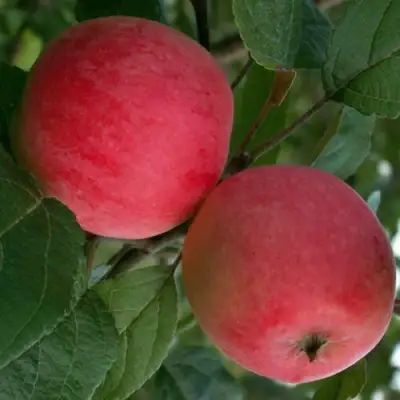 Яблоня СУЙСЛЕПСКОЕ (МАЛИНОВКА) в Дзержинске