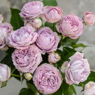 Роза ЛАВАНДЕР БАБЛС спрей в Дзержинске