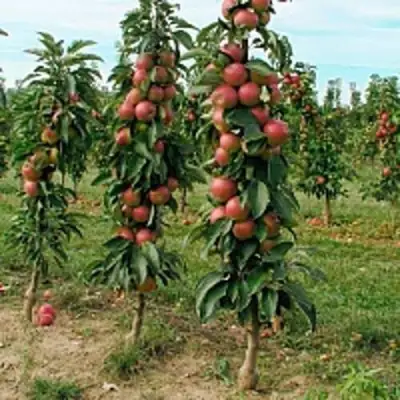 Яблоня ЯНТАРНОЕ ОЖЕРЕЛЬЕ колонновидная в Дзержинске