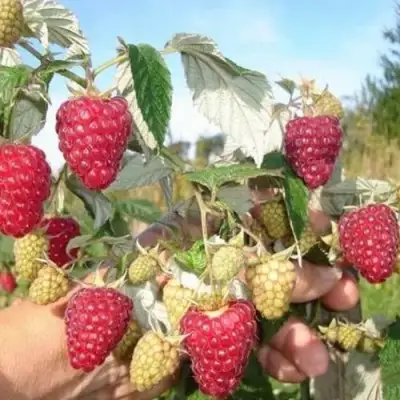 Малина ЖАР-ПТИЦА в Дзержинске