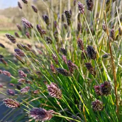 Сейслерия ХЕФЛЕРА в Дзержинске