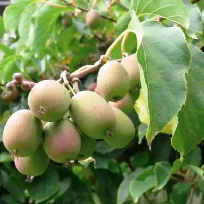 Актинидия ЛЮСИ аргута  в Дзержинске