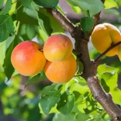 Абрикос РИТАУСМА в Дзержинске