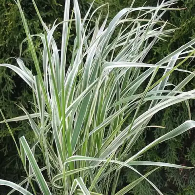 Вейник ОВЕРДАМ остроцветковый в Дзержинске