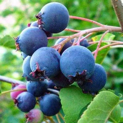 Ирга ПЕМБИНА в Дзержинске