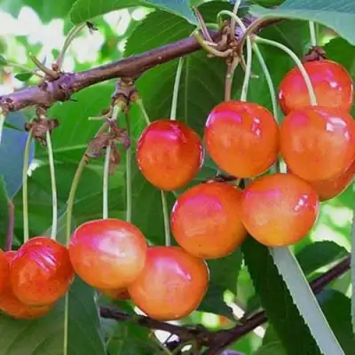 Черешня НАСЛАЖДЕНИЕ в Дзержинске