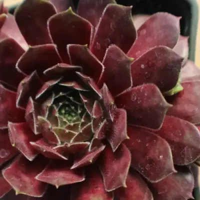 Молодило БЛЭК МОУНТЭЙН в Дзержинске