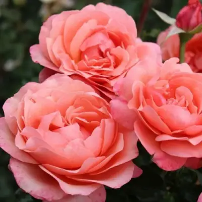 Роза КОРАЛ ЛИОНС РОУЗ флорибунда в Дзержинске