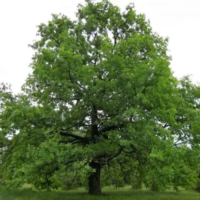 Дуб черешчатый в Дзержинске