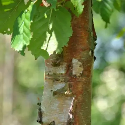 Береза бумажная в Дзержинске