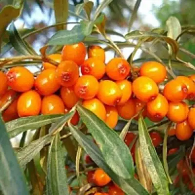 Облепиха БОТАНИЧЕСКАЯ в Дзержинске